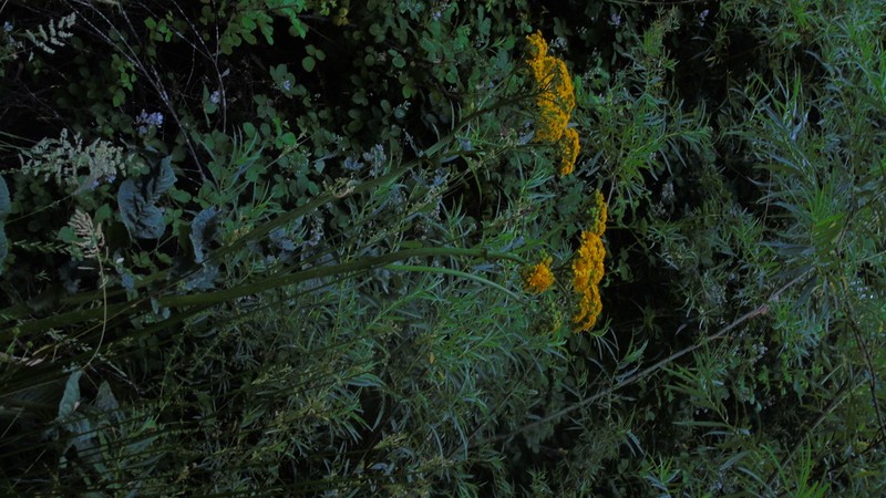 Senecio fistulosus photo 4