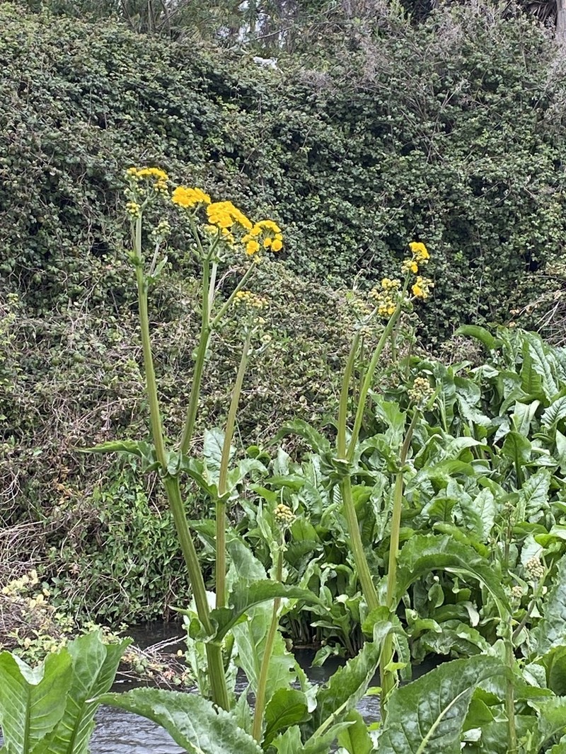 Senecio fistulosus photo 5