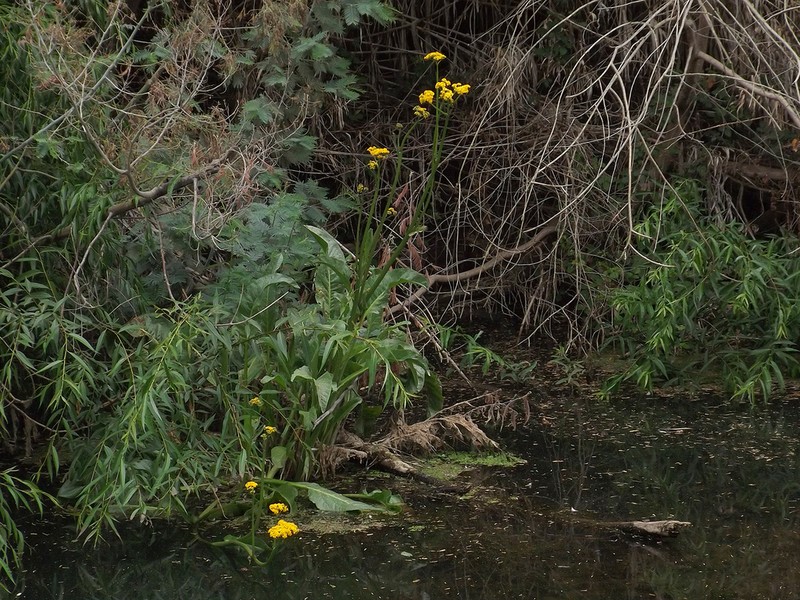 Senecio fistulosus photo 6