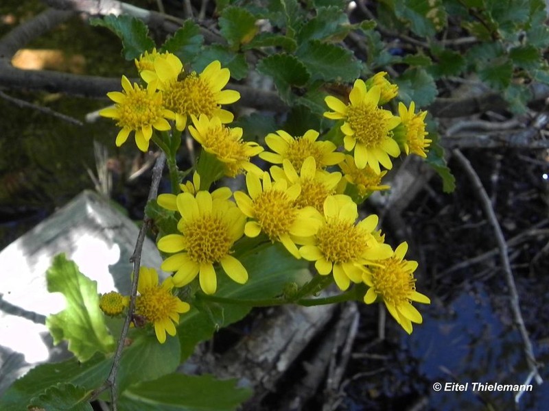 Senecio fistulosus photo 7