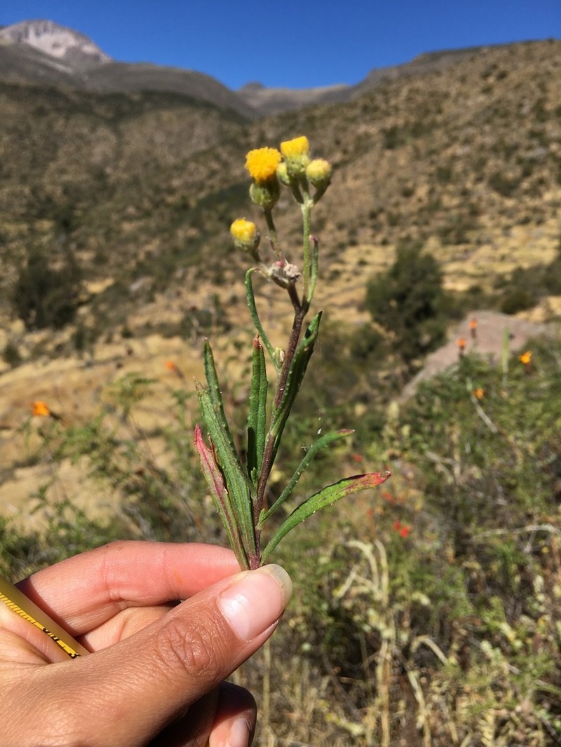 Senecio flaccidifolius
