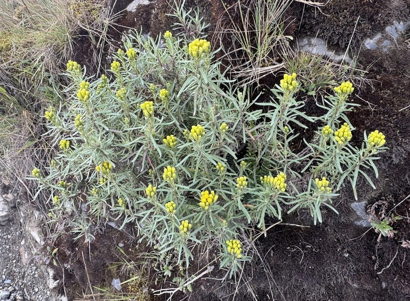Senecio flaccidifolius photo 2