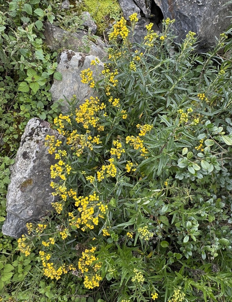 Senecio flaccidifolius photo 3