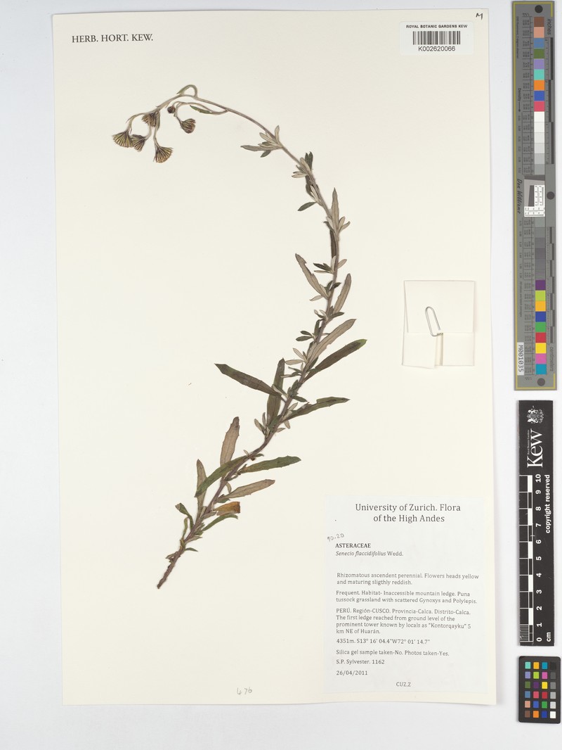 Senecio flaccidifolius photo 4