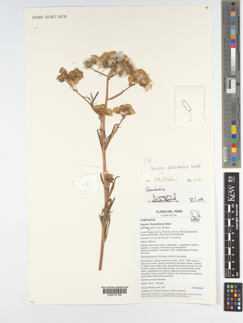 Senecio flaccidifolius photo 5