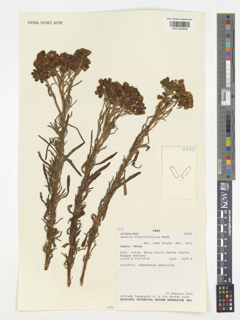 Senecio flaccidifolius photo 6