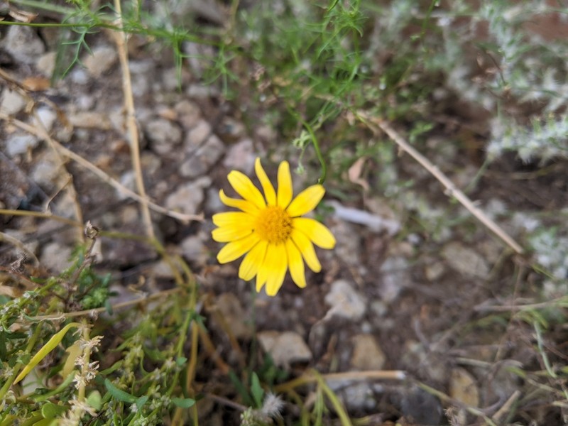 Threadleaf Ragwort photo 2