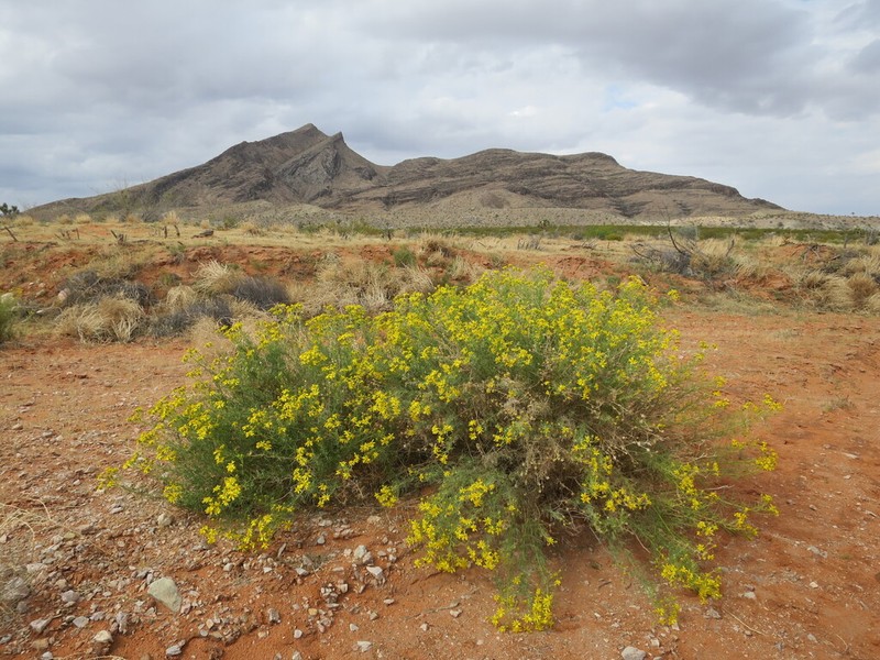 Threadleaf Ragwort photo 3