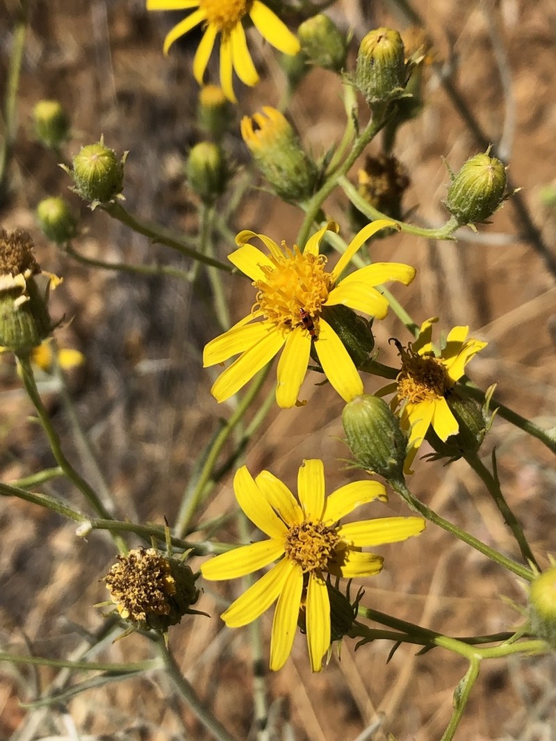 Threadleaf Ragwort photo 4