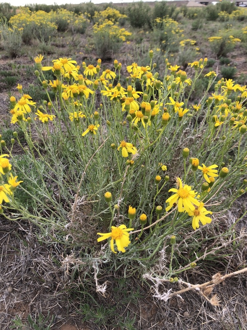 Threadleaf Ragwort photo 5