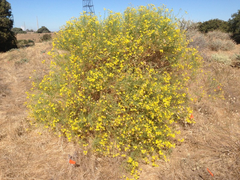Threadleaf Ragwort photo 6