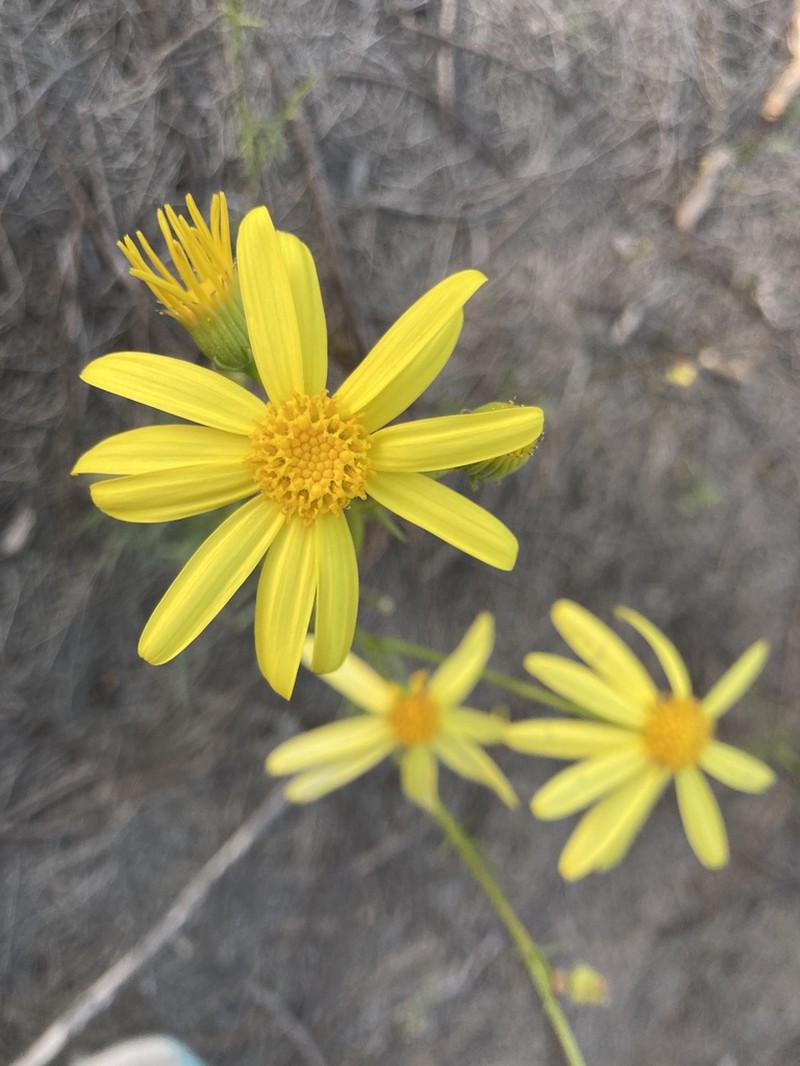 Threadleaf Ragwort photo 7