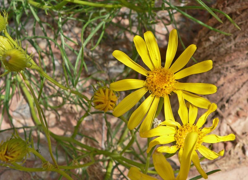 Threadleaf Ragwort
