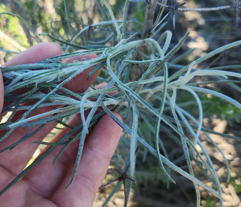 Senecio flaccidus var. douglasii