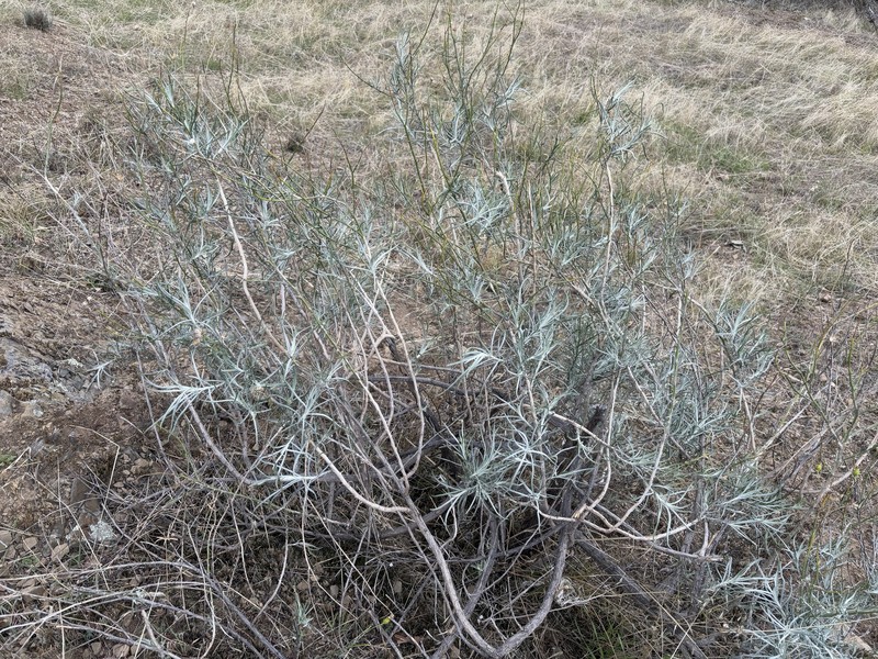 Senecio flaccidus var. douglasii photo 2