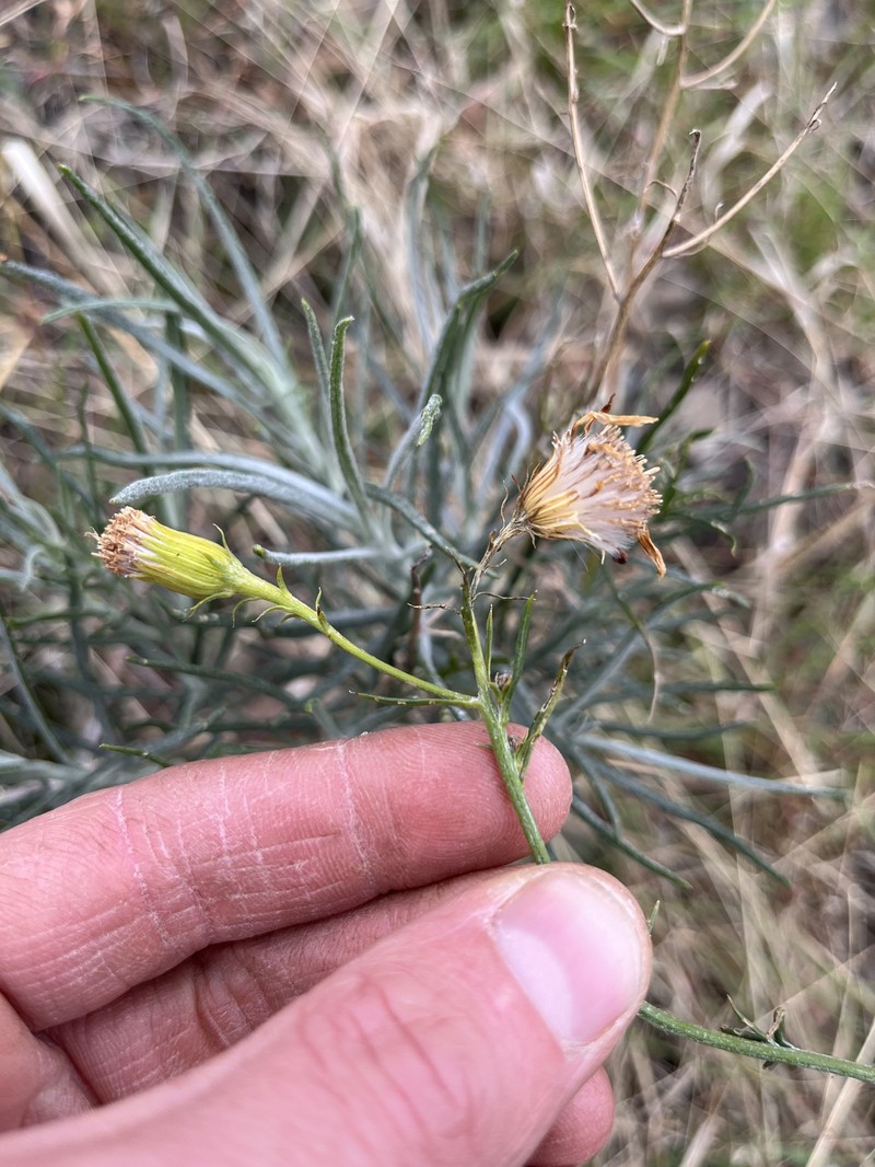 Senecio flaccidus var. douglasii photo 3