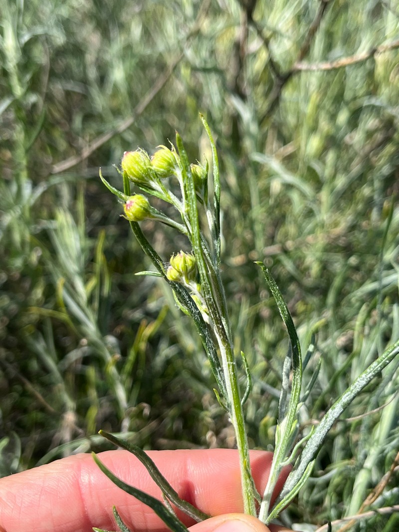 Senecio flaccidus var. douglasii photo 4