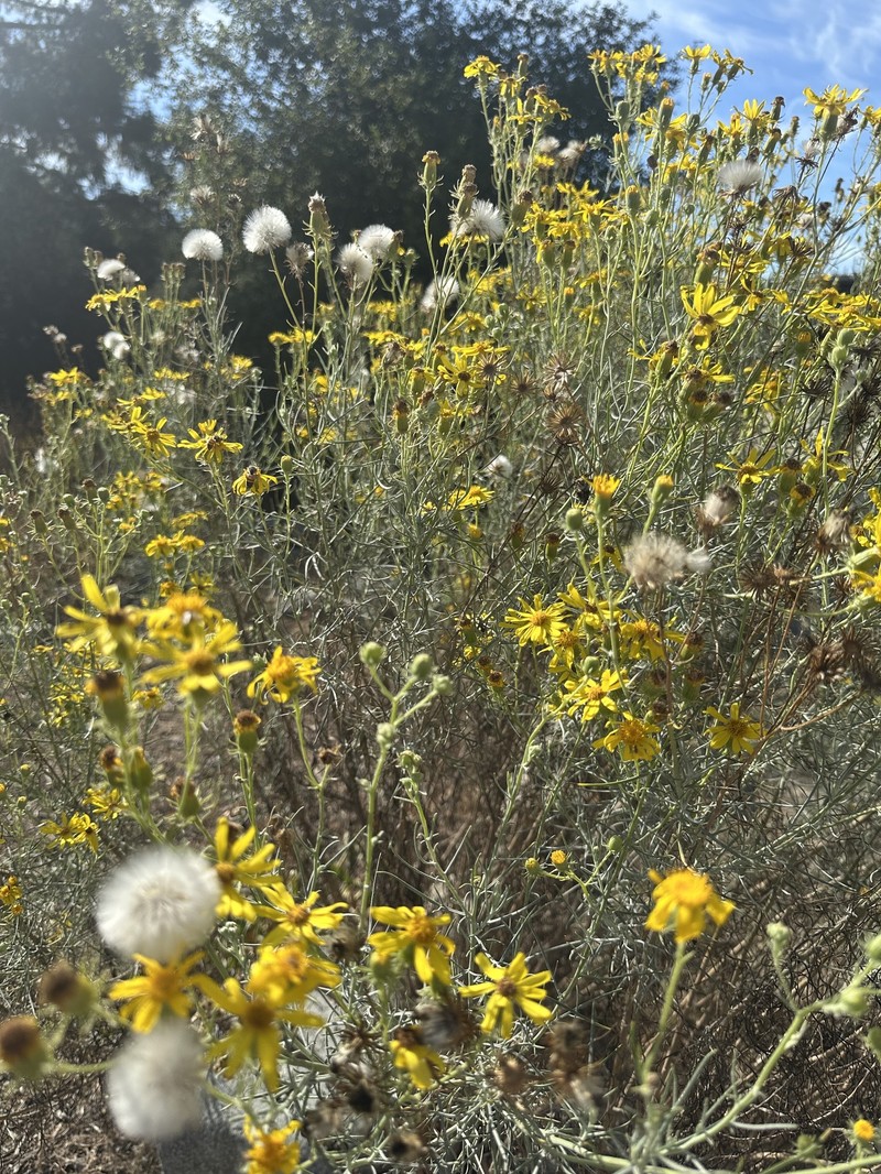Senecio flaccidus var. douglasii photo 5
