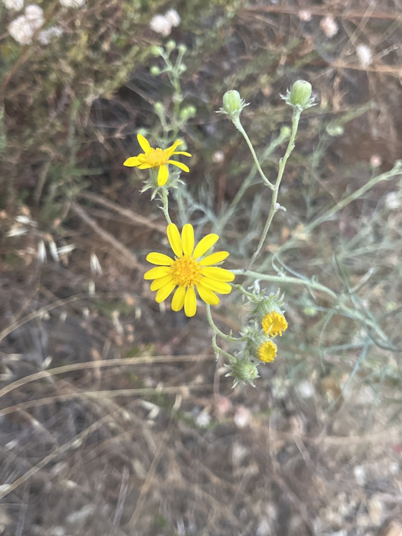 Senecio flaccidus var. douglasii photo 6