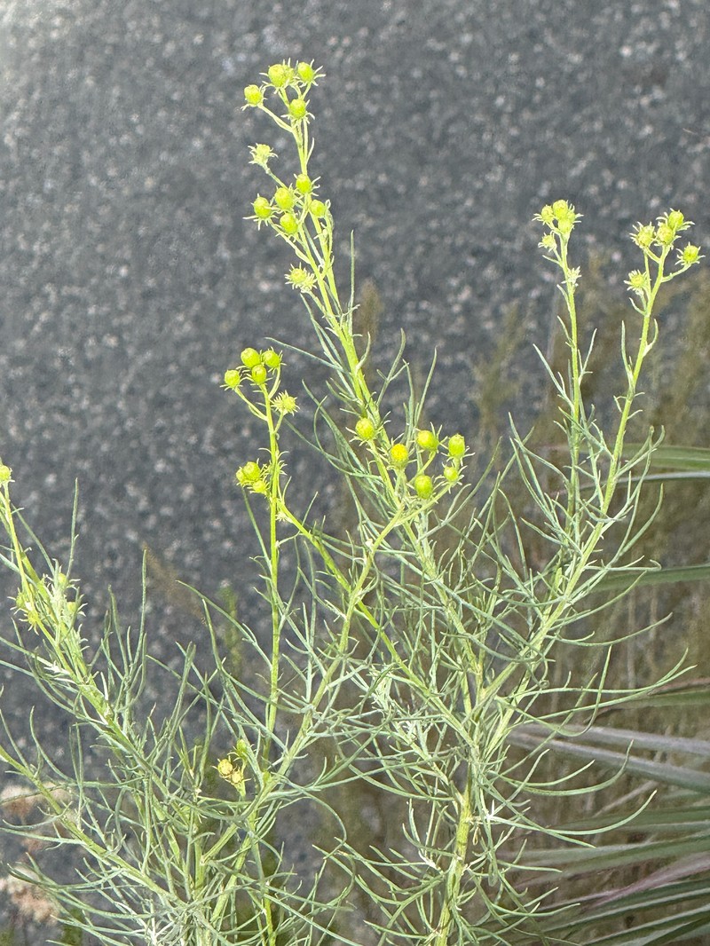 Senecio flaccidus var. douglasii photo 7