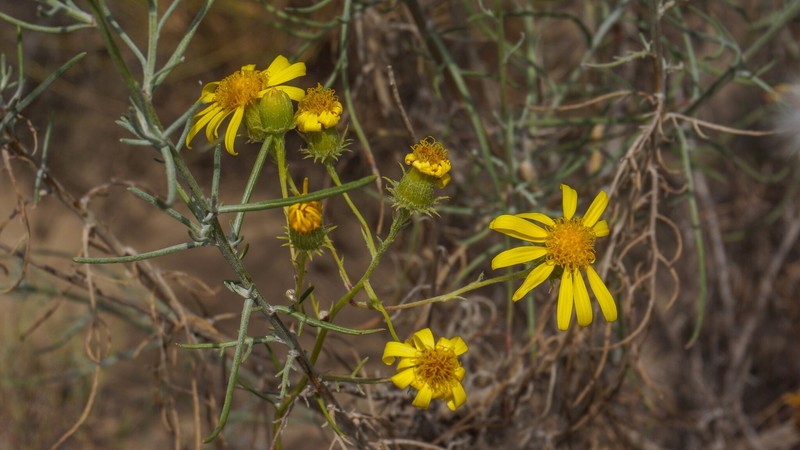 Senecio flaccidus var. douglasii photo 8