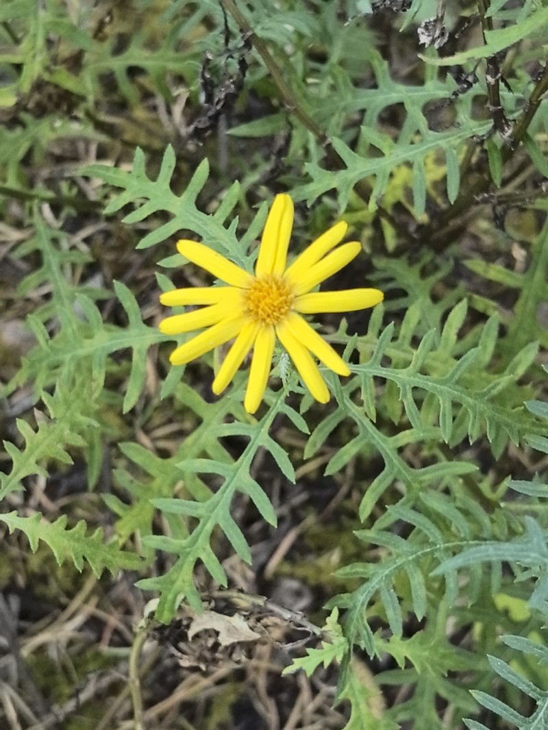 Senecio flaccidus var. durangensis