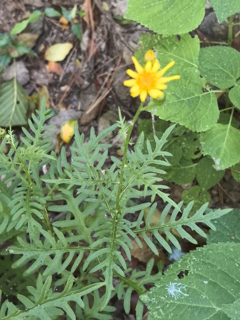 Senecio flaccidus var. durangensis photo 2
