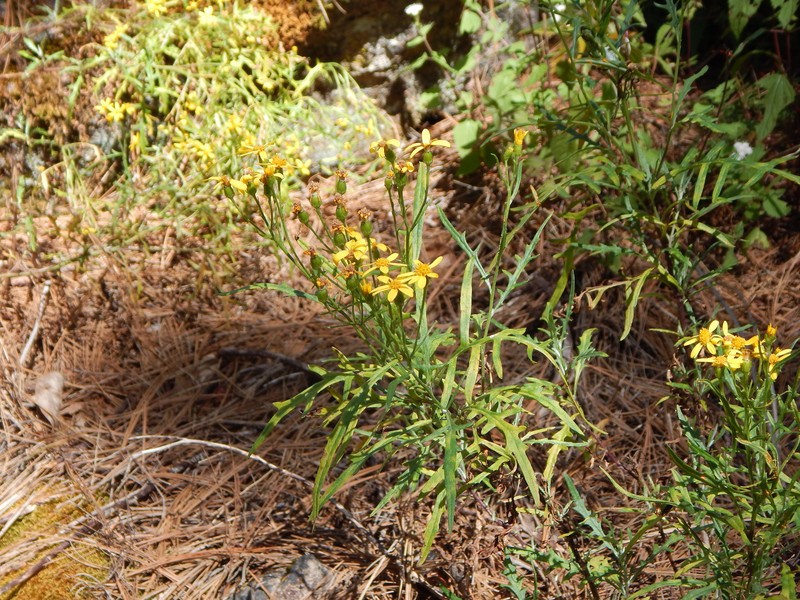 Senecio flaccidus var. durangensis photo 3