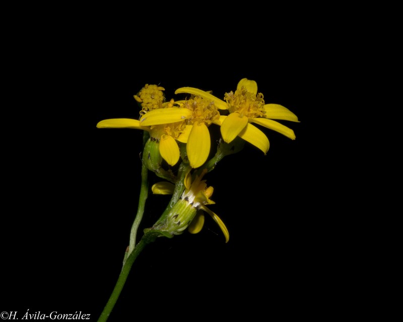 Senecio flaccidus var. durangensis photo 4