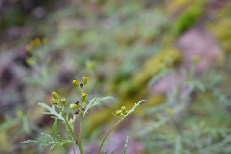 Senecio flaccidus var. durangensis photo 5