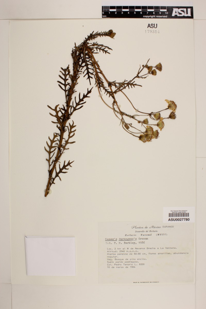 Senecio flaccidus var. durangensis photo 6