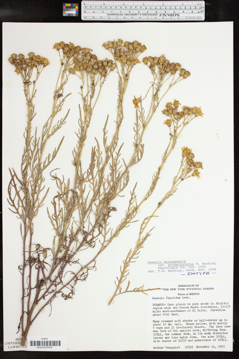 Senecio flaccidus var. durangensis photo 7
