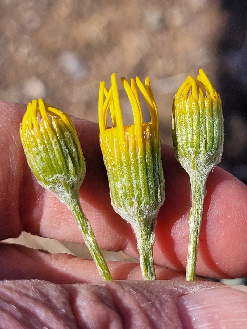 Senecio flaccidus var. flaccidus