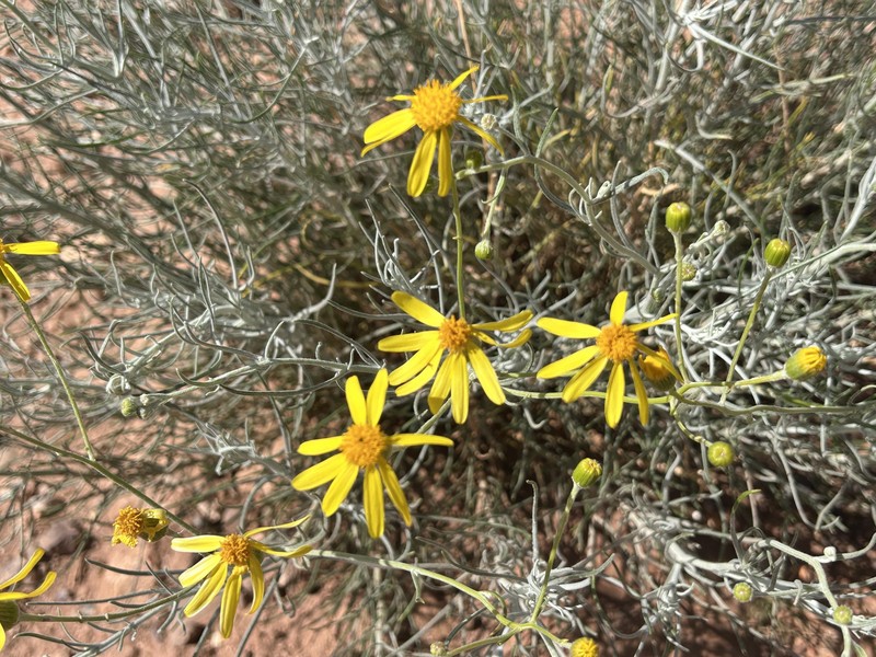 Senecio flaccidus var. flaccidus photo 2