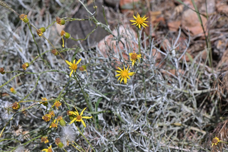 Senecio flaccidus var. flaccidus photo 3