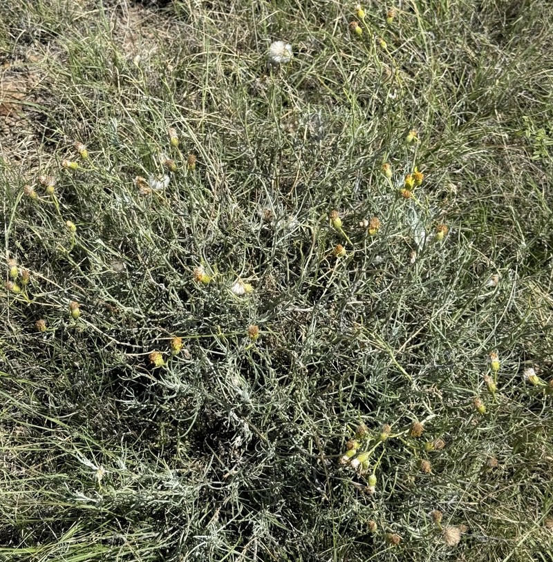 Senecio flaccidus var. flaccidus photo 4