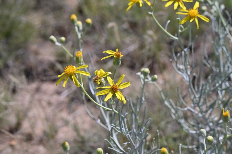 Senecio flaccidus var. flaccidus photo 5