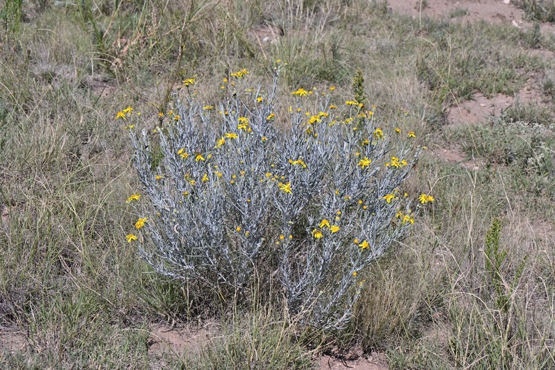 Senecio flaccidus var. flaccidus photo 6