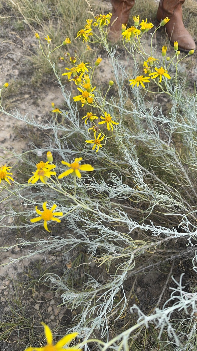 Senecio flaccidus var. flaccidus photo 7