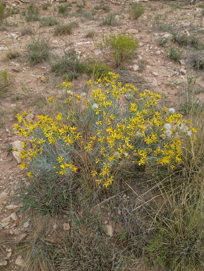 Senecio flaccidus var. flaccidus photo 8