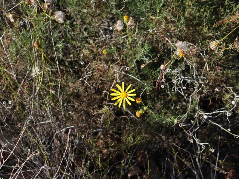 Senecio flaccidus var. monoensis
