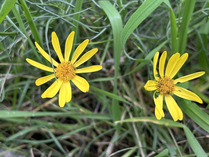 Senecio flaccidus var. monoensis photo 2