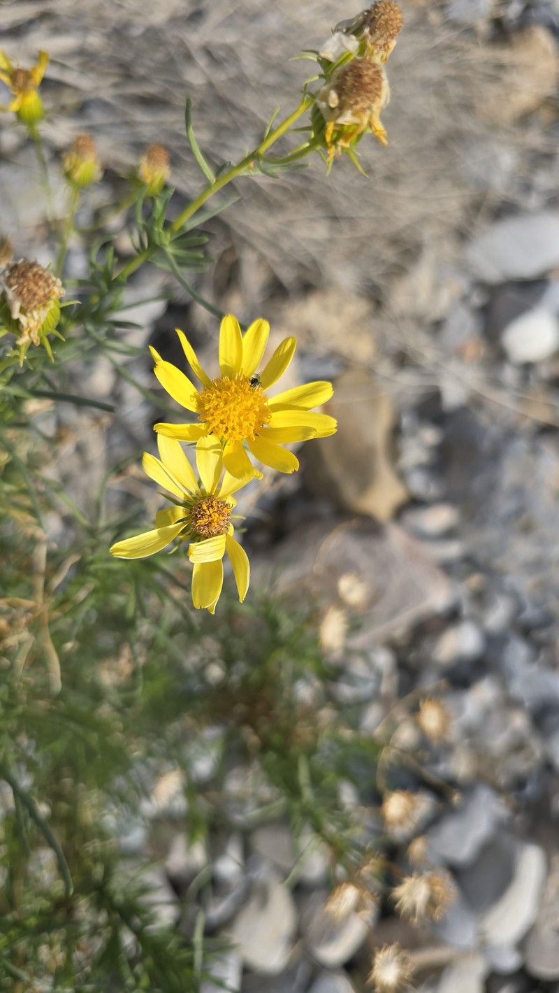 Senecio flaccidus var. monoensis photo 3