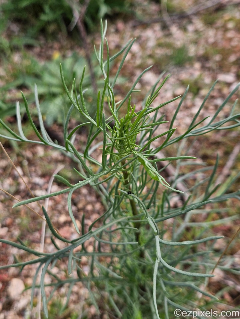 Senecio flaccidus var. monoensis photo 4