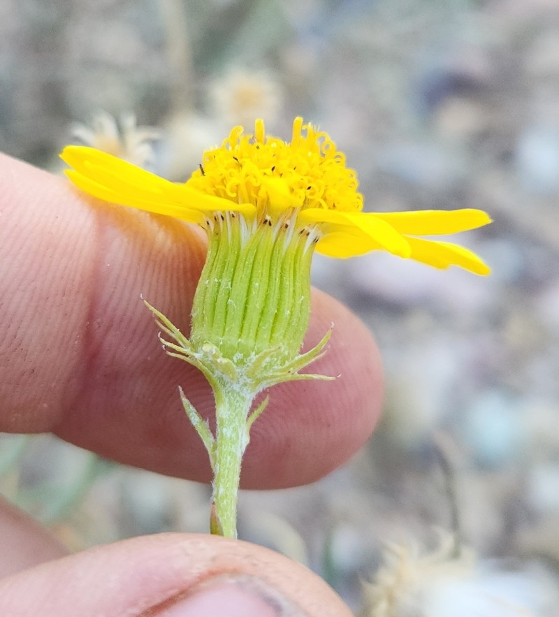 Senecio flaccidus var. monoensis photo 5