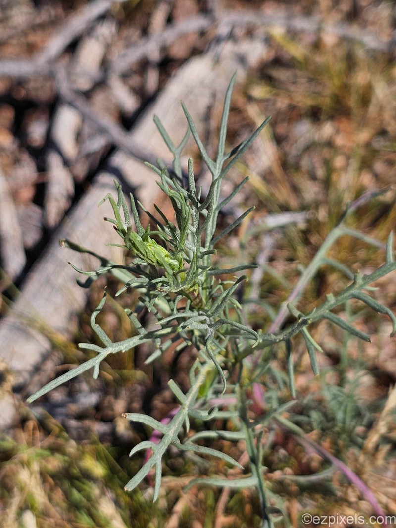 Senecio flaccidus var. monoensis photo 6