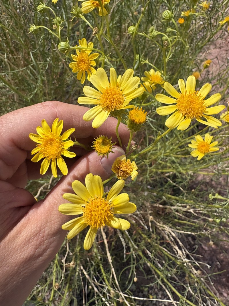 Senecio flaccidus var. monoensis photo 7