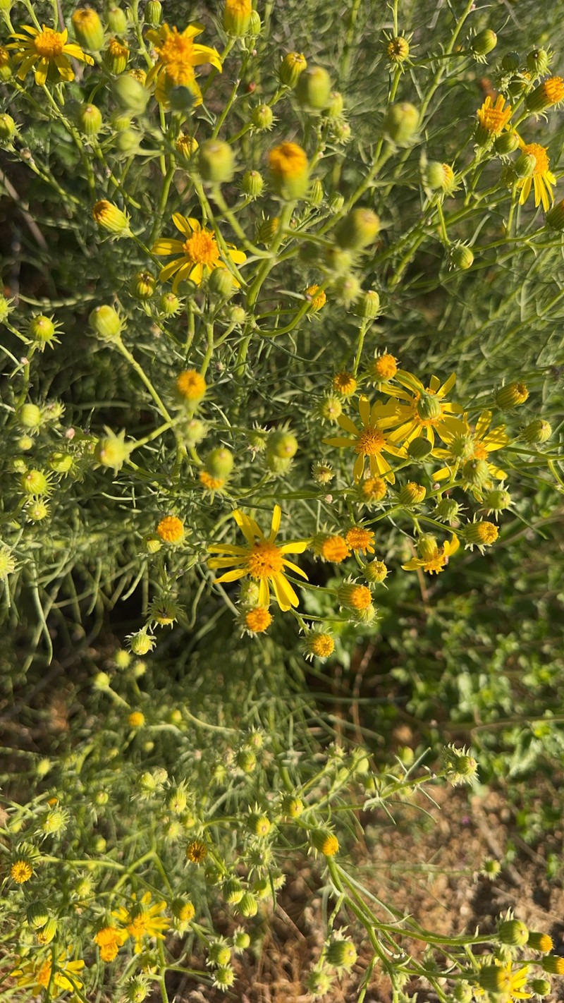 Senecio flaccidus var. monoensis photo 8