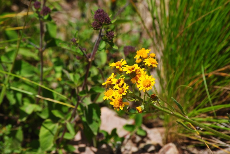 Senecio flagellifolius