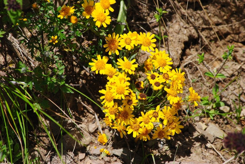 Senecio flagellifolius photo 2